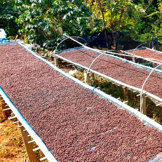 เมล็ดกาแฟ ขุนช่างเคี่ยน Washed Process คั่วกลาง - Khun Chang Kian Coffee Beans