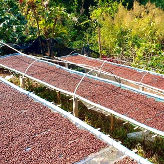 เมล็ดกาแฟ ขุนช่างเคี่ยน Natural Process คั่วอ่อน - Khun Chang Kian Chiangmai Coffee Bean