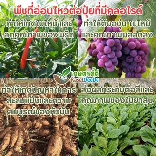 ปุ๋ย SOP 0-0-50 +S17 300G/1KG ⭐โพแทสเซียม(K) +⭐ซัลเฟอร์(S) = สูตรลับผลผลิตปัง!