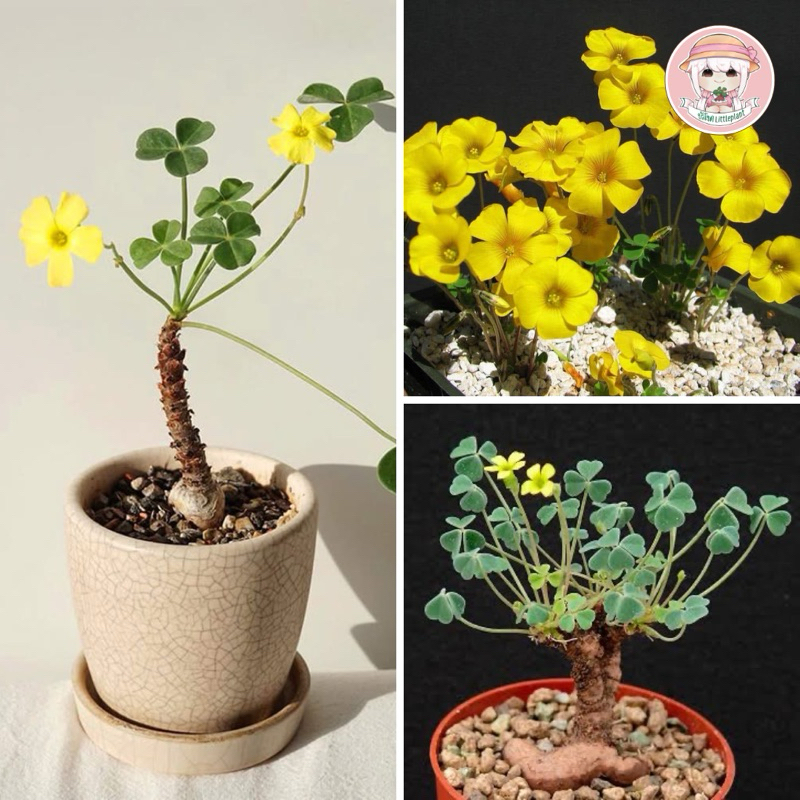 Oxalis megalorrhiza 《ดอกเหลือง》 ใบลักกี้นำโชค ไม้นำเข้ายอดนิยมมีจำนวนจำกัด เลี้ยงง่ายมาก