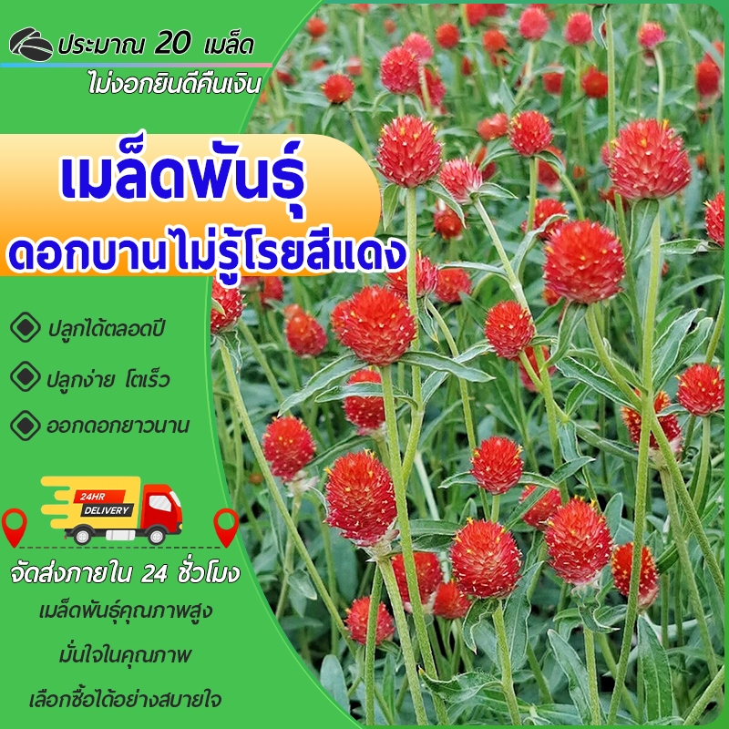 20 เมล็ดเมล็ดพันธุ์ดอกบานไม่รู้โรยสีแดงเมล็ดดอกบานไม่รู้โรย  Gomphrena Seedออกดอกสวยทั้งปี