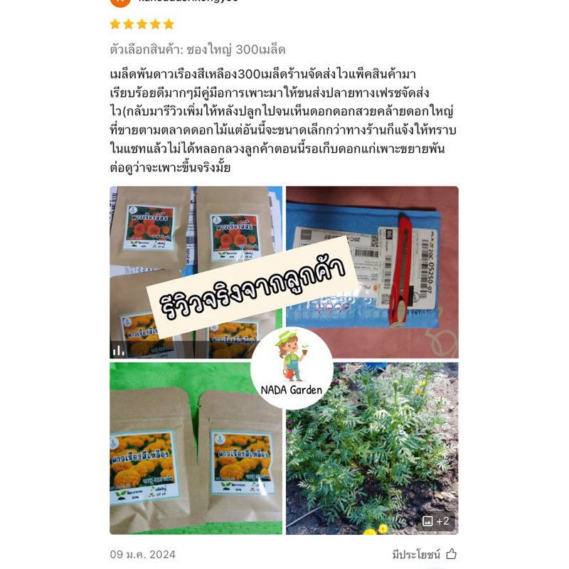 เมล็ดพันธุ์ดาวเรืองสีเหลือง ⭐️300 เมล็ด เมล็ดพันธุ์แท้ อัตราการงอกสูง 🌱 - รูปที่ 3