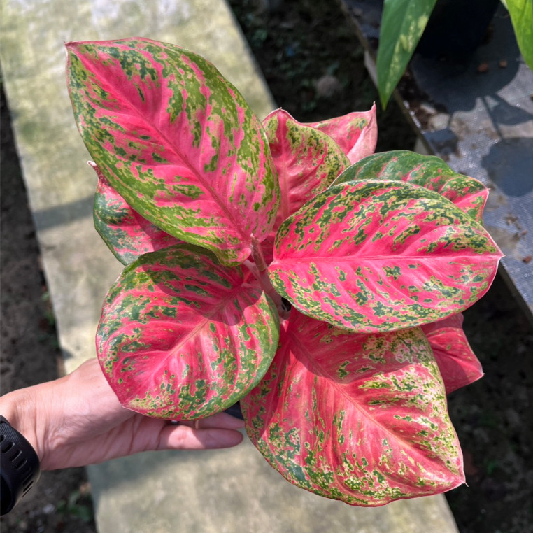 อโกลนีมา สมบัติสยามใบกลม Aglaonema sp. ‘Sombatsiam’ Chinese Evergreen
