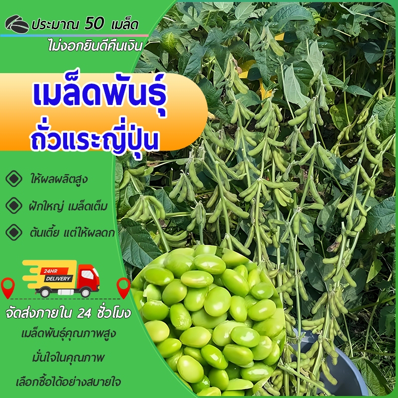 50 เมล็ดเมล็ดพันธุ์ถั่วแระญี่ปุ่น เมล็ดถั่วแระ นำเข้า สายพันธุ์แท้ ให้ผลผลิตเร็วผลดกทำพันธุ์ต่อได้