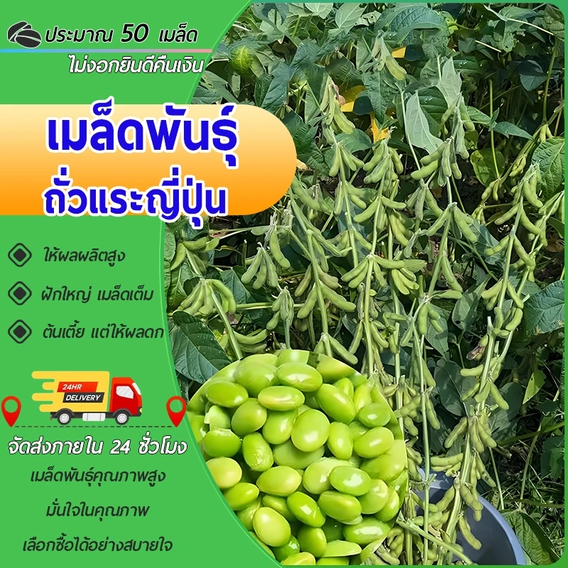 50 เมล็ดเมล็ดพันธุ์ถั่วแระญี่ปุ่น เมล็ดถั่วแระ นำเข้า สายพันธุ์แท้ ให้ผลผลิตเร็วผลดกทำพันธุ์ต่อได้