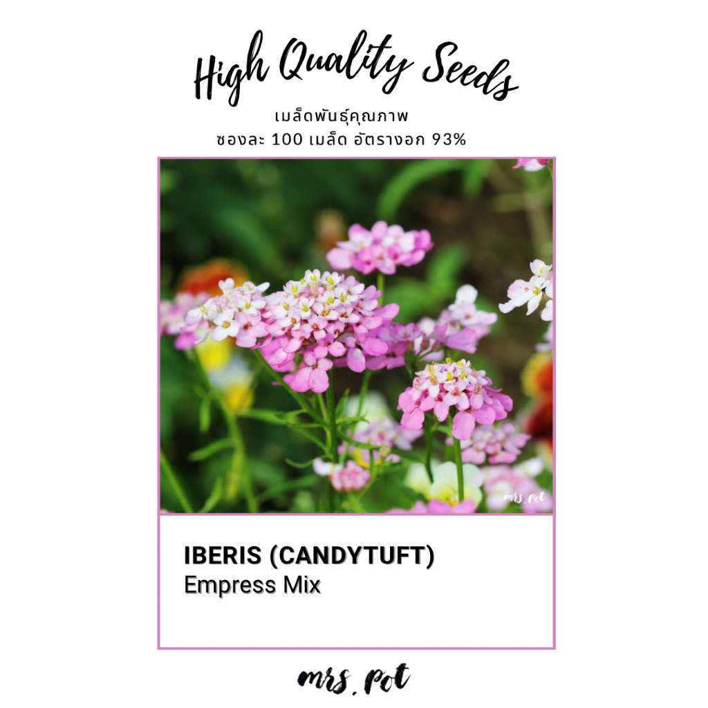 เมล็ดดอกไม้กินได้ iberis (Candytuft) รหัส106