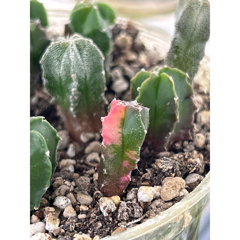เมล็ดแคคตัสมายริโอ้ มายริโอด่าง  50เมล็ด (Myrio variegata)วาริเอกาตา ราคา ถูกที่สุด ดีลบีเคเค แกลเลอรีภาพที่ 7