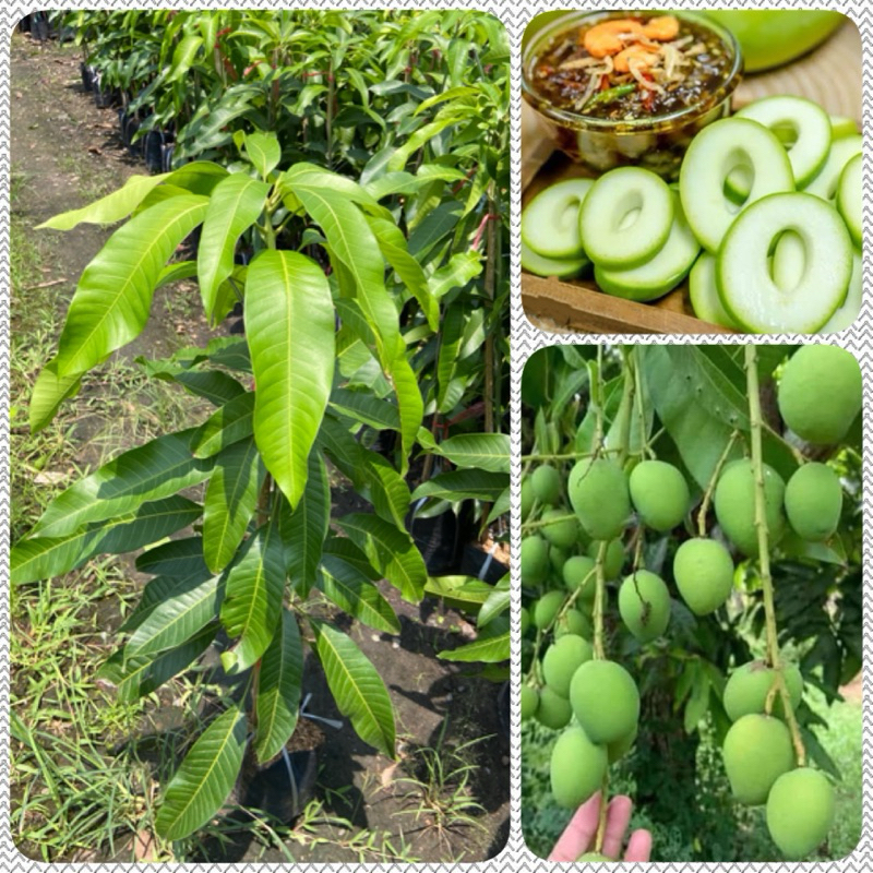 ต้นมะม่วงเบา (สูง 70-90cm) ผลดก ต้นโตเร็ว ทนโรค ดูเเลง่าย พันธ์ใต้แท้