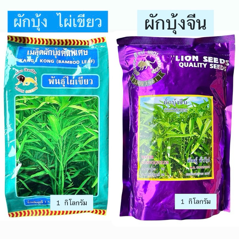 สิงโต เมล็ดผักบุ้ง ไผ่เขียว ,ผักบุ้งจีน ขนาด 1 กิโลกรัม ราคาถูกสุด เหมาะทำต่นอ่อน ปลูกขายตลาด