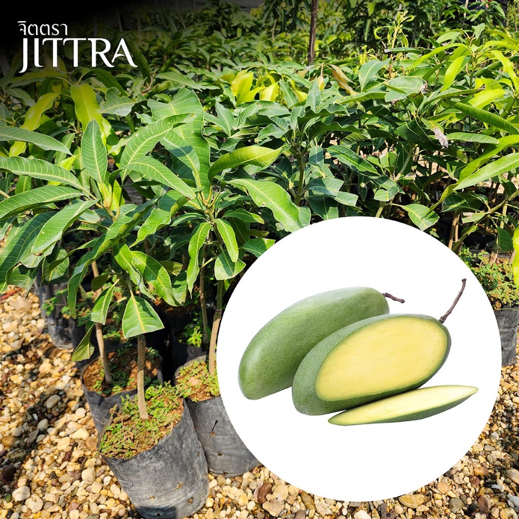 จิตตรา ต้นพันธุ์มะม่วงฟ้าลั่น เสียบยอดสูง 60-80 cm ปลูกปีเดียวติดลูก พร้อมส่ง เคลมฟรี ต้นเตี้ย ผลดก