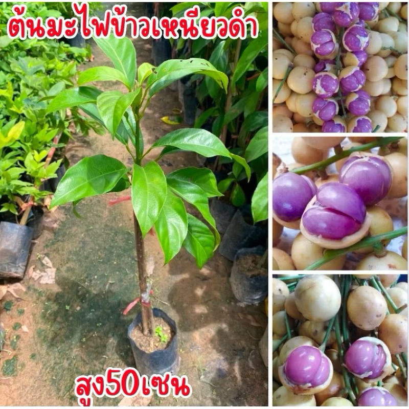 ต้นมะไฟข้าวเหนียวดำ พร้อมส่งครับ สูง50เซนครับ กิ่งตอน