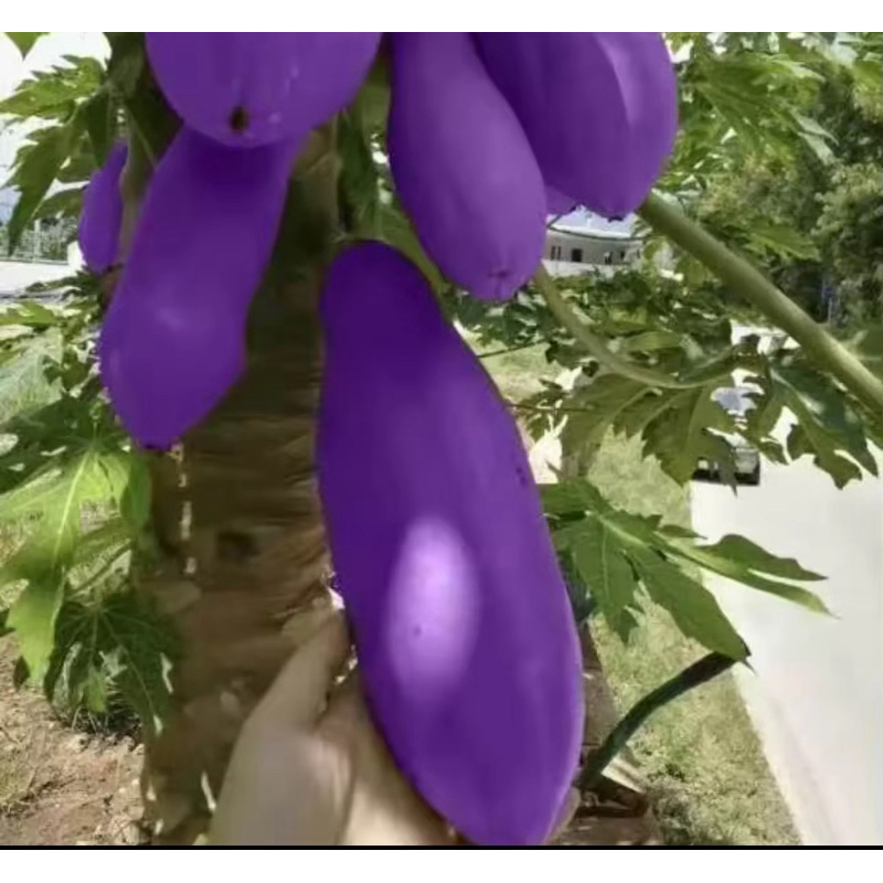 เมล็ดพันธุ์มะละกอสีม่วง