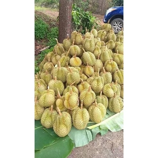 ทุเรียนหมอนทองพระร่วงแท้ ตัดแก่จัด ประกันเนื้อ เน้นเนื้อไม่เน้นทรง เนื้อนุ่มหวานละมุนลิ้น หอม กรอบ อร่อย