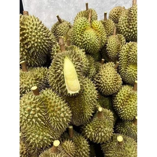 ทุเรียนหมอนทองพระร่วงแท้ ตัดแก่จัด ประกันเนื้อ เน้นเนื้อไม่เน้นทรง เนื้อนุ่มหวานละมุนลิ้น หอม กรอบ อร่อย
