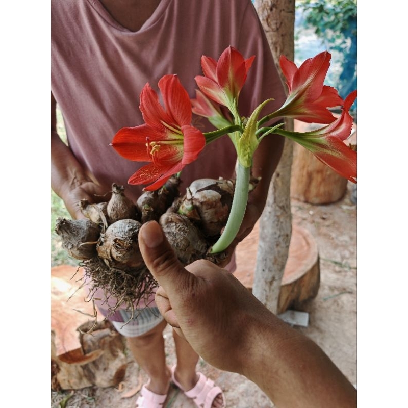 ว่านสี่ทิศสีแดง​ มงคลเรียกทรัพย์​ 1​ หัว​ ส่งไว​ เน้นคุณภาพ​ ราคา ถูกที่สุด ดีลบีเคเค แกลเลอรีภาพที่ 2