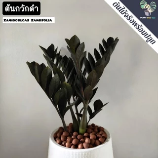 🖤ต้นกวักมรกตดำ Zamioculcas zamifolia พร้อมกระถาง+เม็ดPopper+ขาตั้ง