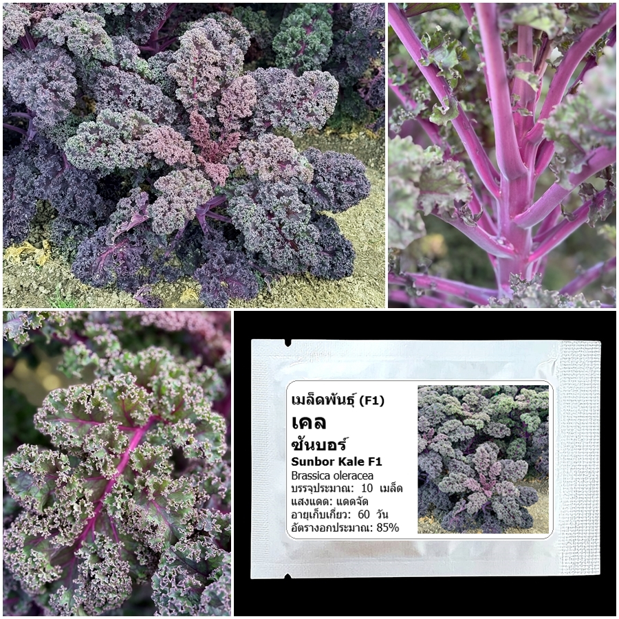 เมล็ดพันธุ์เคล ซันบอร์ Sunbor Kale F1 Seed บรรจุ 10 เมล็ด คุณภาพดี ของแท้ 100%