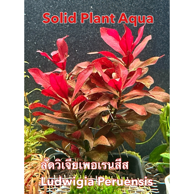 ลัดวิเจียเพอเรนสีส  Ludwigia Peruensis ขาย 5 กิ่ง 100 ใบใหญ่ ใบน้ำ💯 ใบสวย 🔥แดงเด่น🔥#ไม้น้ำ #ไม้แดง