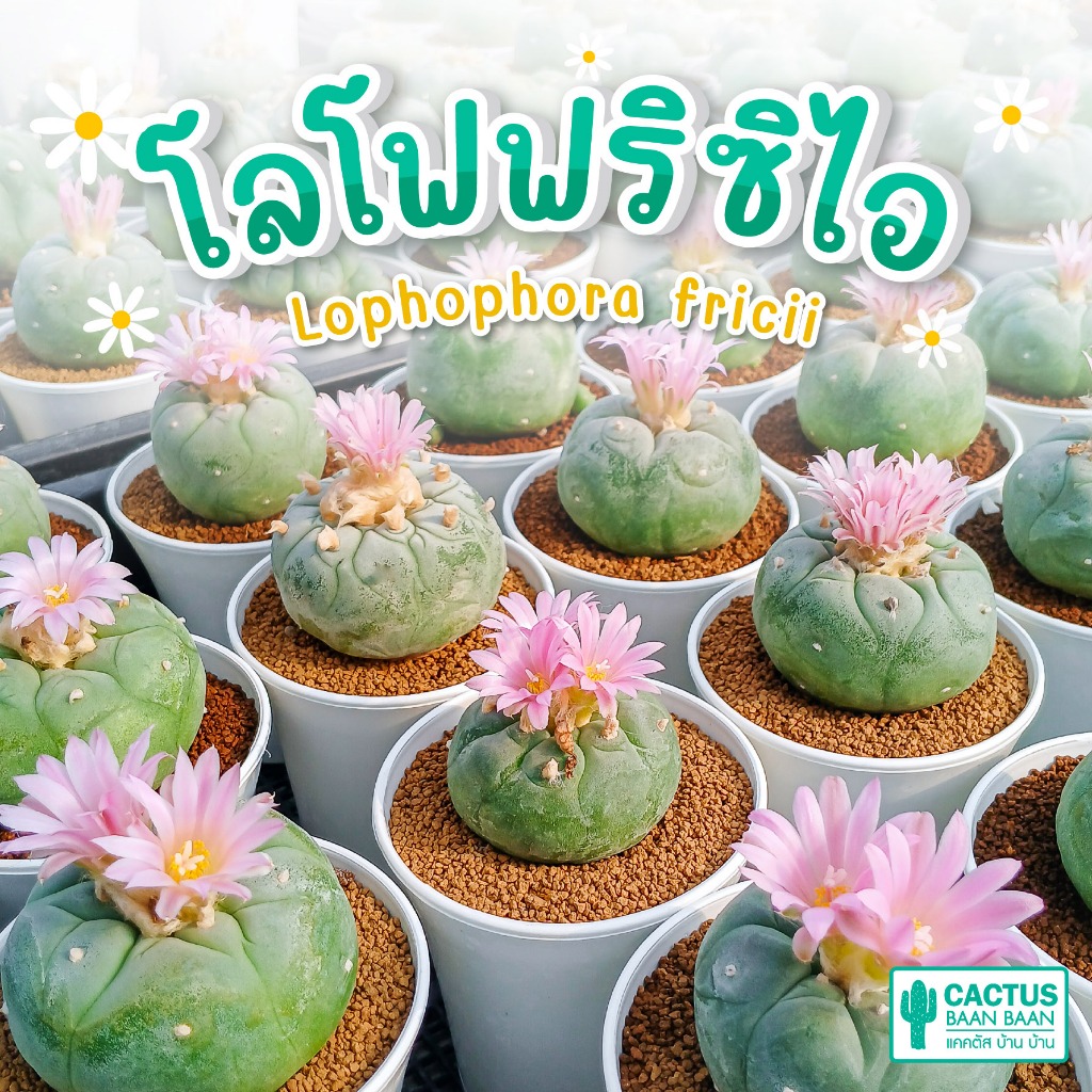 โลโฟฟริซิไอ Lophophora fricii, โลโฟดิฟฟูซ่า Lophophora diffusa (ไม้เมล็ด) ส่งทั้งกระถาง