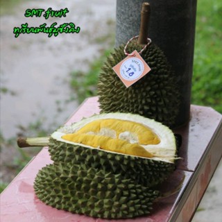 ทุเรียน​พันธุ์​มูซังคิง(ตราด)​