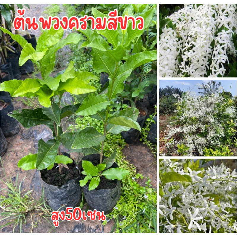 ต้นพวงครามขาว พร้อมส่ง สูง50เซน พร้อมส่ง พร้อมปลูก