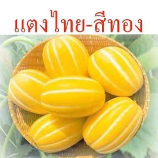เมล่อน📌รวมเมล่อนทุกสายพันธุ์🎯ถูกที่สุด 10 บ.🎯เมล็ดพันธุ์เมล่อน3-10👉งอกง่าย ☘️โตไว👉ลูกโต☘️รสหวาน