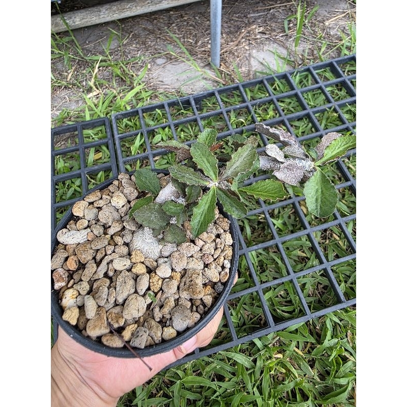 Euphorbia Ambovombensis