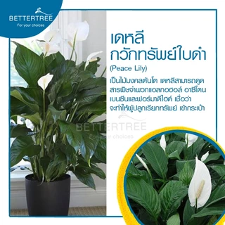 เดหลีกวักทรัพย์(ใบดำ) (จำนวน 1 ต้น) เลี้ยงน้ำได้ ไม้มงคล ไม้ฟอกอากาศ Peace Lily