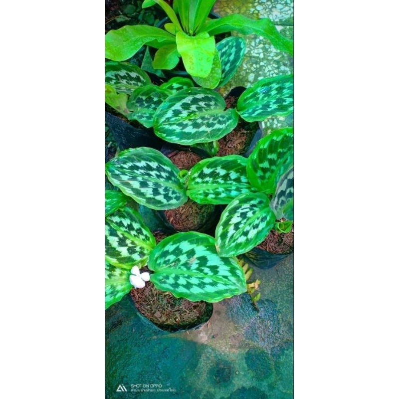 หัวว่านนกคุ้มว่านมงคลนิยมปลูกติดบ้านชุด3หัว45บาทส่งแบบหัว