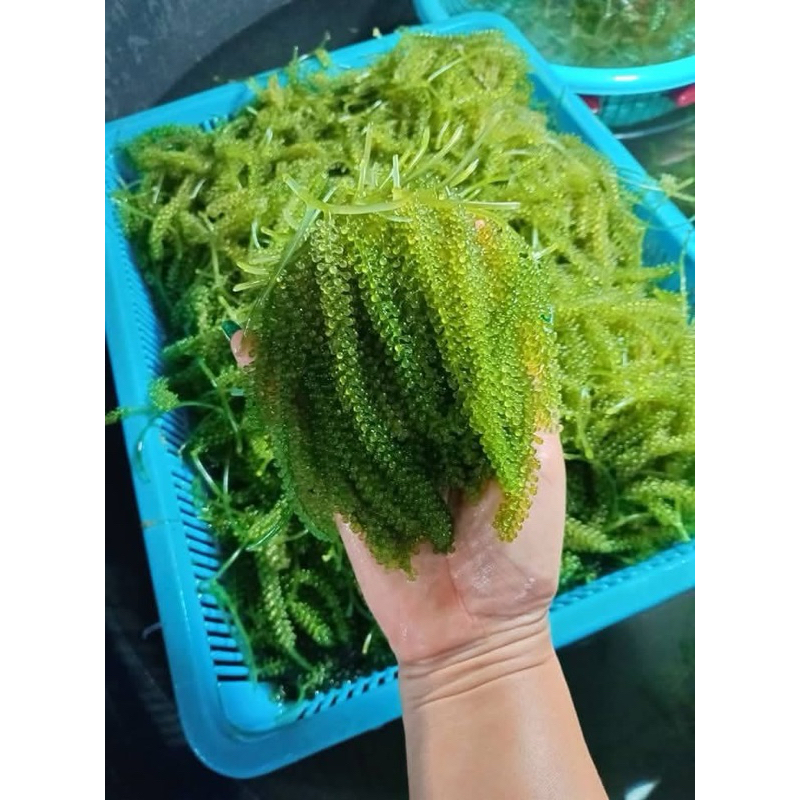 🌿สาหร่ายพวงองุ่น 1 kg สดใหม่ส่งตรงจากฟาร์ม