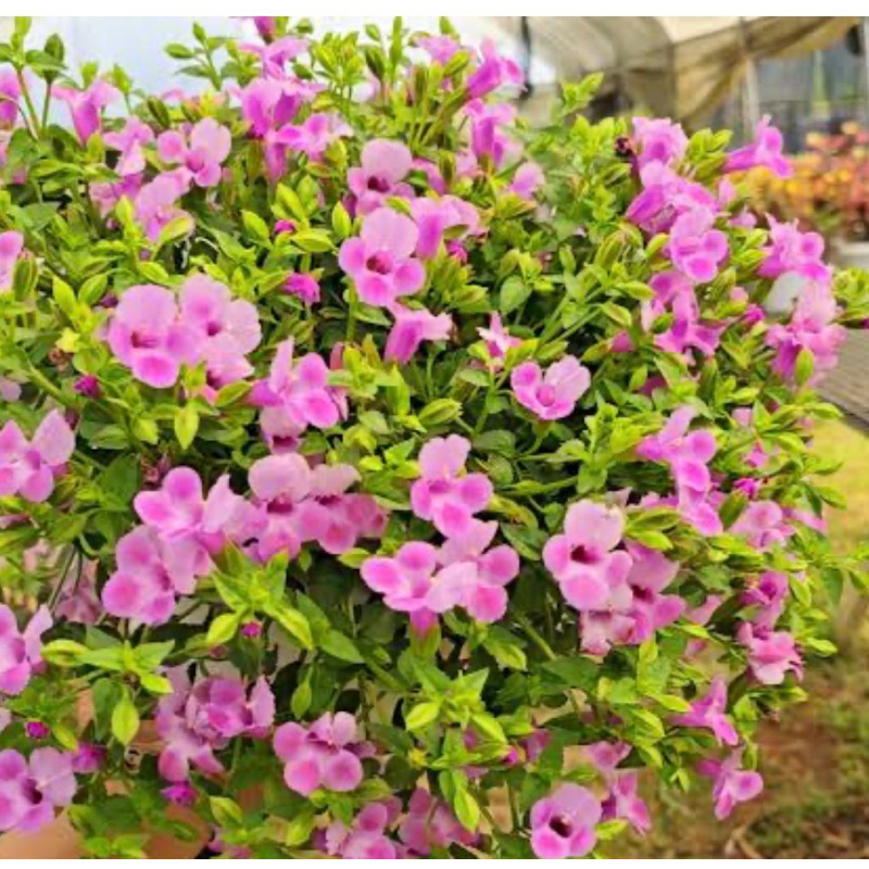 🌱ต้นกล้าดอกแววมยุราเลื้อย💐คละสี👉พร้อมส่ง