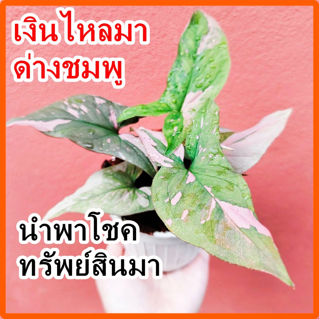เงินไหลมาด่างชมพู ต้นไม้เลี้ยงในน้ำ กระถางขาว พร้อมตั้ง กระถางขาว