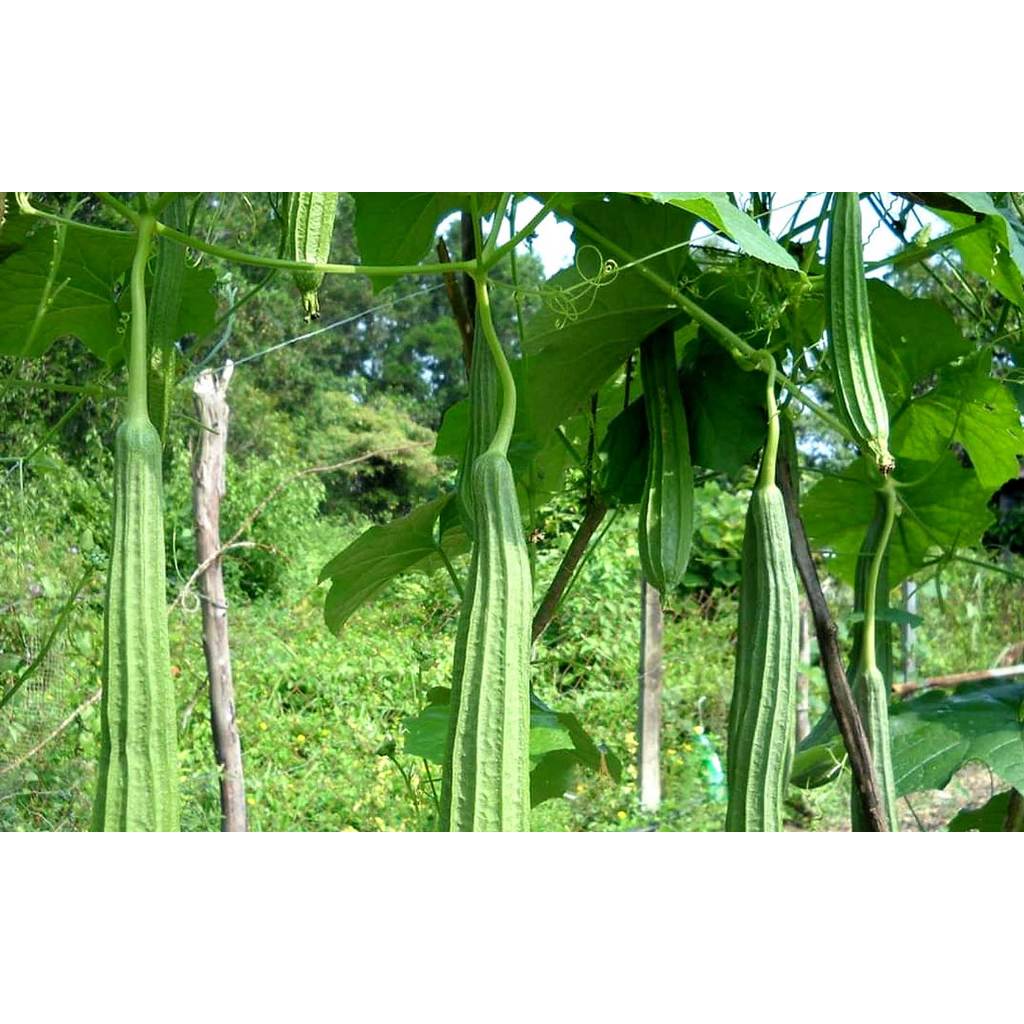 ต้นพันธุ์ บวบเหลี่ยม ถุงดำ 29 บาท พร้อมปลูกลงดิน Angled gourd