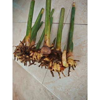 พันธุ์​ข่า​เหลือง​ พันธุ์​ข่าใหญ่​ ราคา​ถูก​มาก