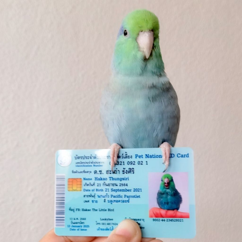 รับทำบัตรประชาชนสัตว์เลี้ยง แบบบัตรแข็งทำด้วย PVC แบบบัตรคนหรือATM สามารถทำให้น้องหมา แมว กระต่าย แฮมเตอร์ นก ทุกชนิด