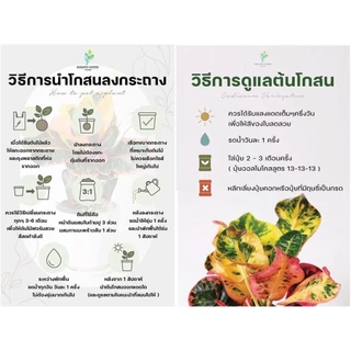 ต้นโกสนพันธุ์ ราศีกรกฎ ไซส์สูง 30-40 เซนติเมตร ซื้อ 10 แถม 1 (จัดส่งแบบถอดกระถาง+รับประกันสินค้า)