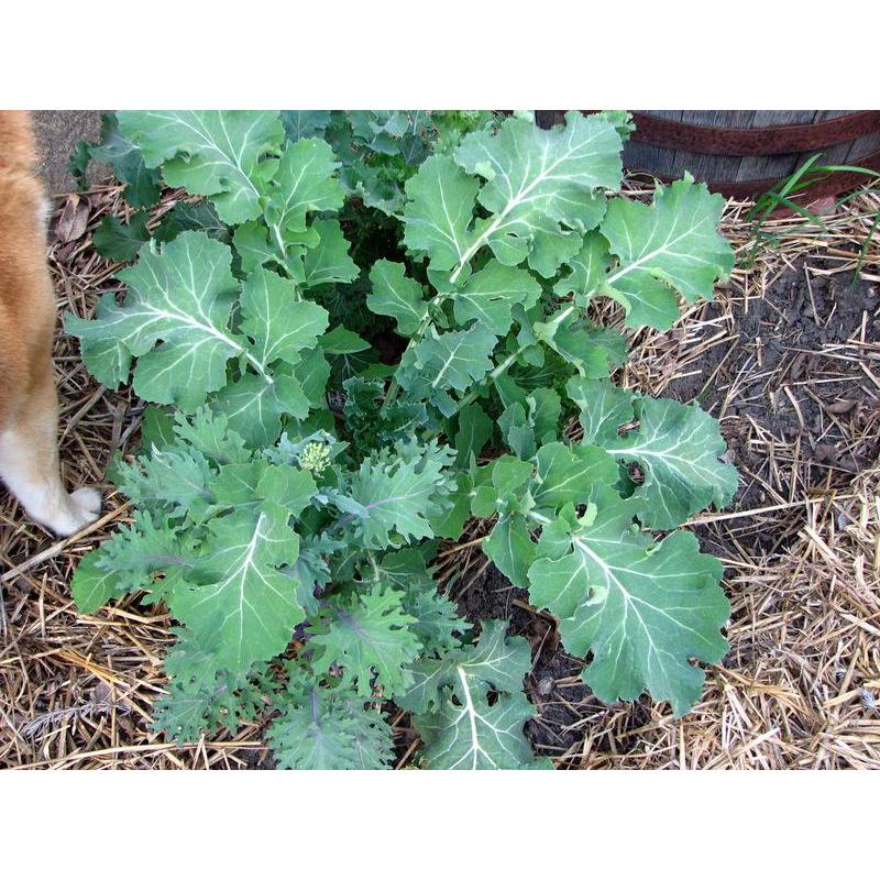 ต้นพันธุ์ เคลไซบีเรียน Siberian Kale หรือ เคล ไซบีเรียน  ถุงดำละ 29 บาท มีรสชาติและกลิ่นคล้ายคะน้า