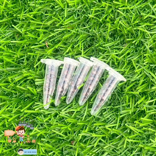 เมล็ดพันธ์ุ แอสโตรไฟตัม 1 หลอด จะมีจำนวน20-25 เมล็ด (mix รวมนะครับ)

<p>“><center></p>
<h4></h4>
<p><p><font color=