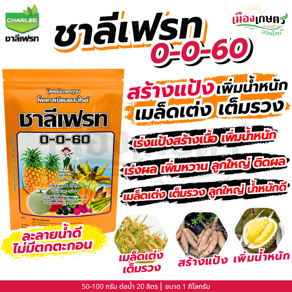 รูปภาพ 8