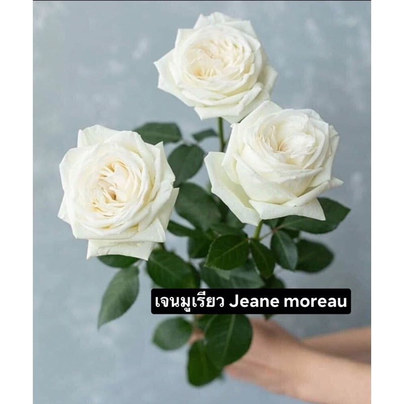 กุหลาบ-เจนมูเรียว “Jeane Moreau”  สีขาว ดอกใหญ่ หอมแรง เลี้ยงง่าย
