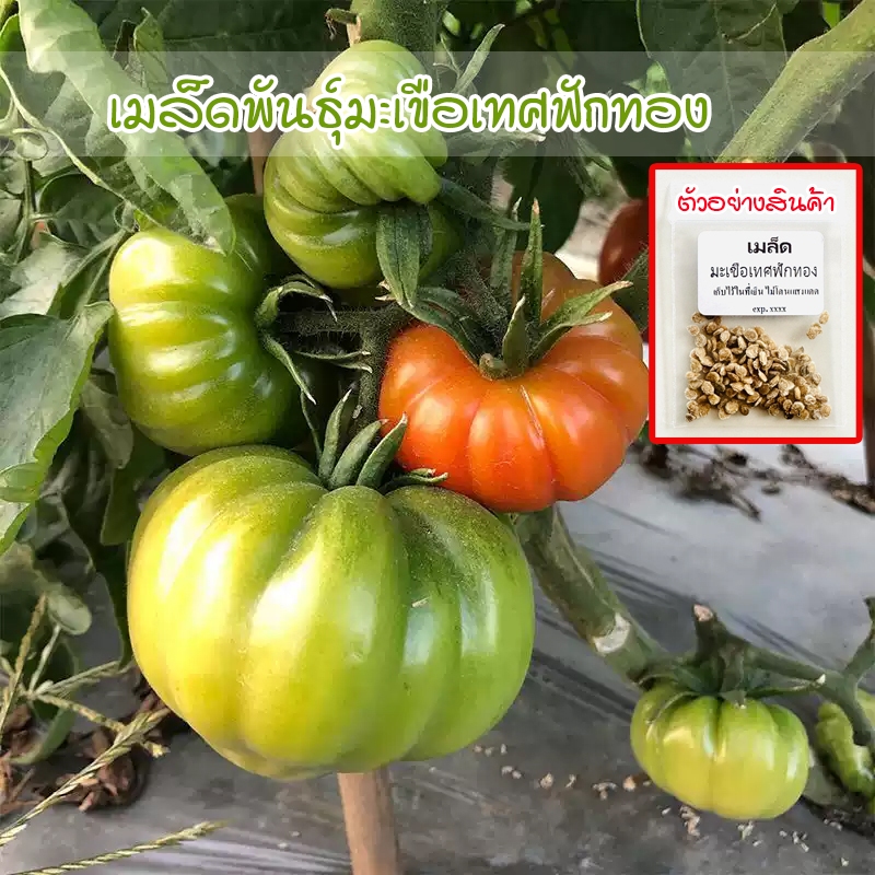 เมล็ดพันธุ์ มะเขือเทศฟักทอง Costoluto Genovese ปลูกได้ทุกพื้นที่ 8-25 เมล็ด [ซื้อ 10 แถม 1 คละได้]