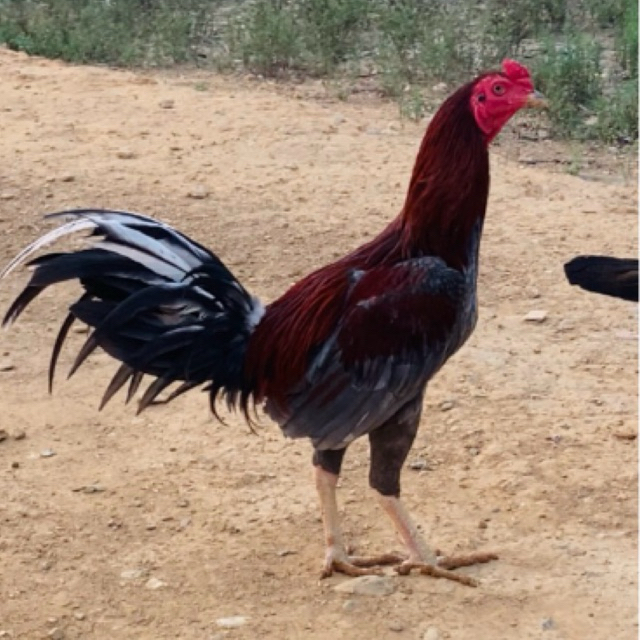 ไข่เชื้อ ไก่ชน พม่าแข้งหน้าจัด ชอบคาง ช.ชุติมา