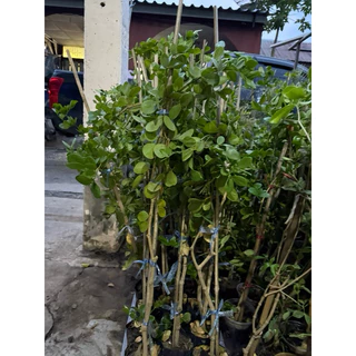 แก้วเจ้าจอม 10 ใบ หรือ 4 ใบ สูง 90-1 เมตร ลูกค้าอาจได้รับต้นกิ่งตอน 10 ใบ แต่ไปเจอ 4 ใบมากกว่า ไม่มี 6 ใบปน