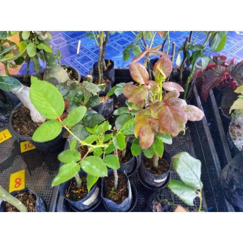 ซื้อ 5 แถม 1 กุหลาบ ต้นกุหลาบ กิ่งกุหลาบ (ส่ง 2 ต้นขึ้นไป) เลือกสายพันธุ์ได้ สายพันธุ์ต่างประเทศ ไม้ดอกไม้ประดับ - รูปที่ 2