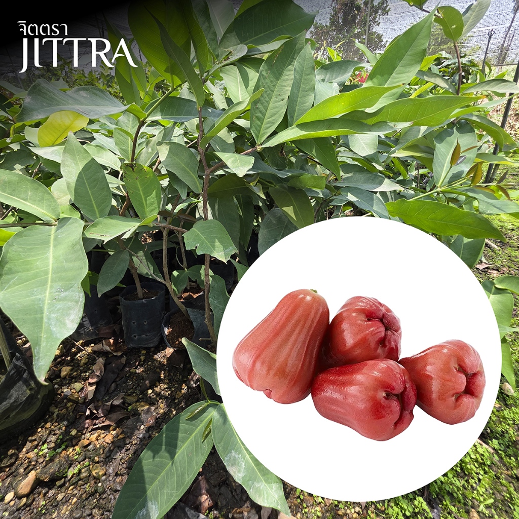 จิตตรา ต้นพันธุ์ชมพู่ทับทิมจันทร์ กิ่งตอนสูง 60-80 ซม. โตไวให้ผลเร็ว พร้อมส่ง เคลมฟรี ต้นพันธุ์ผลไม้