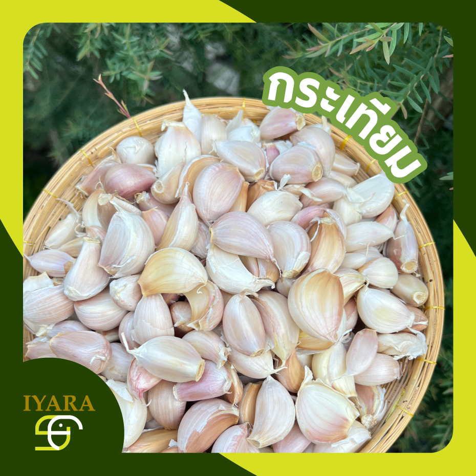 กระเทียมจีนกลีบ กระเทียมแกะกลีบ หัวสวย เนื้อแน่น