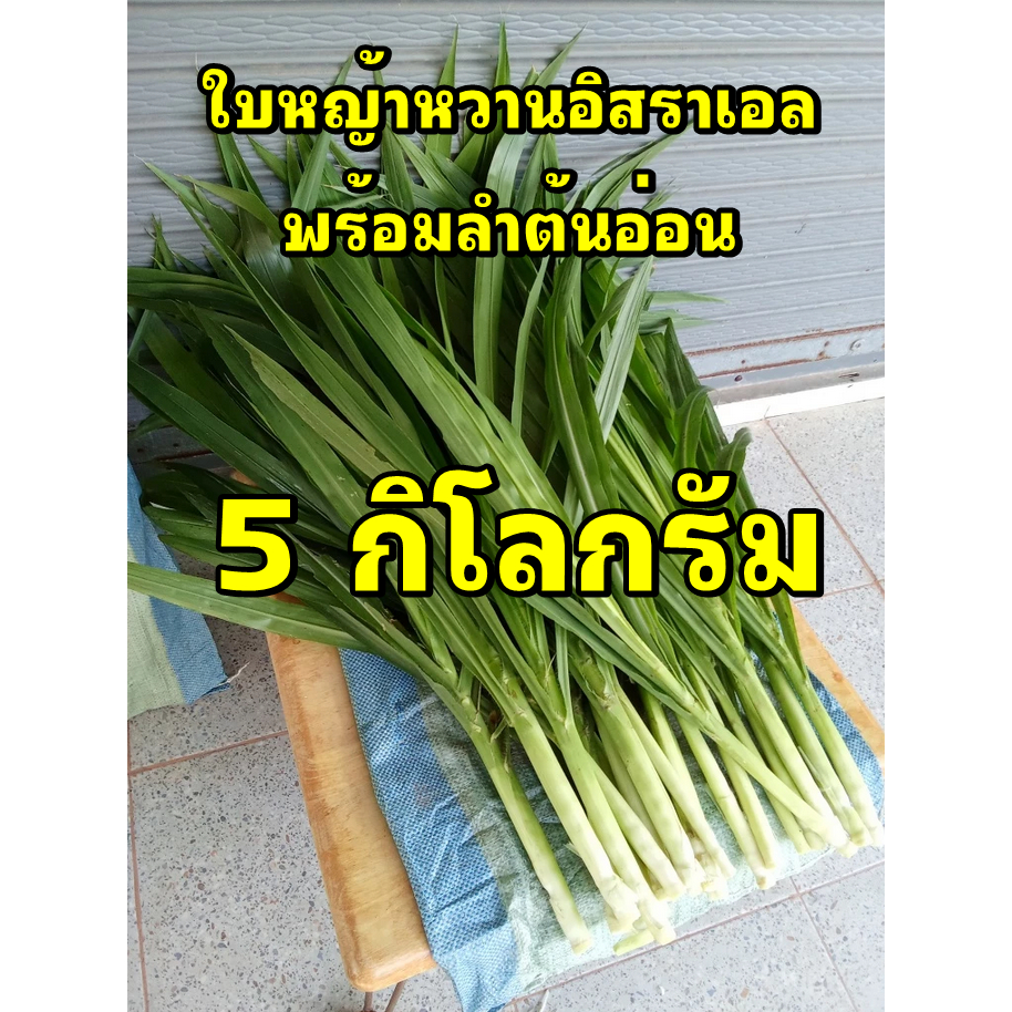 ใบหญ้าหวานอิสราเอลพร้อมลำต้นอ่อน 5 กิโลกรัม ตกกิโลละ 20 บาท เลี้ยงวัว ควาย แพะ แกะ ไก่ไข่ สัตว์ฟันแทะ