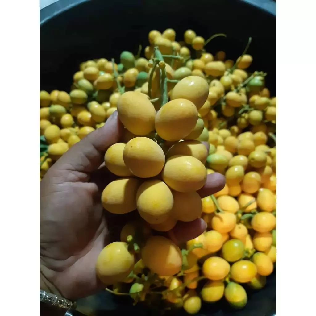 เมล็ดผักหวานป่า ขายเป็นซองละ 10เมล็ด 29 บาท พร้อมปลูก เมล็ดใหม่ปีนี้ เมล็ดหายาก ผักหวานป่าสีทอง