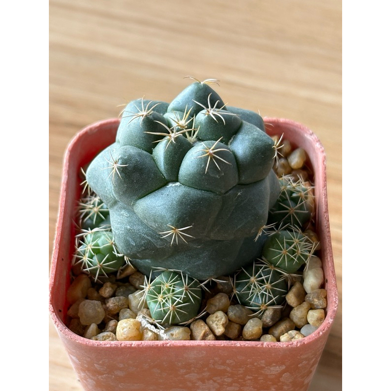 ช้างฟอร์มกอ (coryphantha elephantidens)ขนาดกระถาง 2 นิ้ว ดอกสีชมพู 🌸🌸