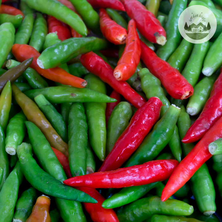 เมล็ดพริกขี้หนูสวน 30 เมล็ด - รูปที่ 2